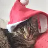 Fran Dyer - @fran.dyer - TikTok