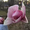frandyer998 - @frannyfarkel - TikTok