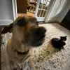 frankeldridge3 - @frankeldridge3 - TikTok