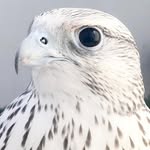 Francisco Jose Punteros Diaz - @franfalcons - Instagram