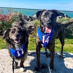 FRANKLIN + FINLEY🐾 - @hello_franklinandfinley - Instagram