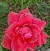 Fran Foley - Facebook