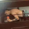 FranFontana18 - @franfontana18 - TikTok