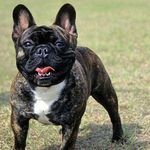 Frank Foreman - @bigschlong.frank - Instagram