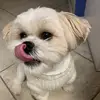 Frankie Foreman - @frankiefur123 - TikTok