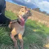 Frankie foreman - @frankie.foreman6 - TikTok