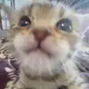 Gatinho dos hits - @franfrankz - TikTok