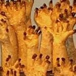Fran Freeman - @carbonbasedprimitive - Instagram