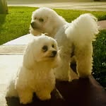 Fran Friedman - @mondeuxchiens - Instagram
