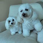 Fran Friedman - @booandpookie - Instagram