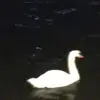 Francesca - @francesca.friedman - TikTok