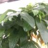 Frank Fulton - @frank.fulton39 - TikTok