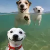 Frank Goldman - @frank.goldman5 - TikTok