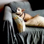 Fran Goodman - @franbethgoodman - Instagram