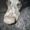 Frank - @frankgoodwin71 - TikTok