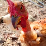 Criatório_Frangos_Saudaveis🌵🐔🐥 - @frangos_saudaveis22 - Instagram