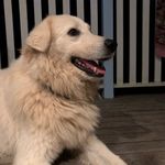 Fran Gould - @whitewolffarm - Instagram
