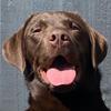 Frank Graham the Lab - @frankgrahamthelab - TikTok