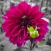 Fran Guy - Facebook