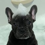 Frank Hatfield 🐾♥️ - @frank_the_flying_frenchie - Instagram