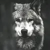 Franz - @franz.hauser - TikTok