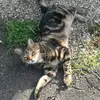 user903056226144 - @frankenhauser - TikTok