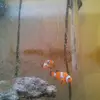 Francine Hebert - @francine.hebert - TikTok