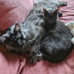 Frankii & Hendrix - @adventuresoffrankiiandhendrix - Instagram