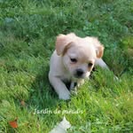 Jörg Weissbeck - @franz.bulldoggen.welpen.hessen - Instagram