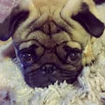 Fran Hillman - @franceskajhillman - Instagram