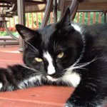 Fran Jenkins - @catlover42 - Instagram