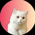 Frankey_cat - @frankey__17 - Instagram