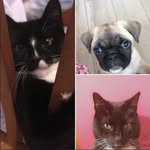 Frank,Kipper and Jess - @frank_kipper_jess - Instagram