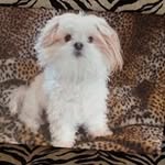 Fran Kramer - @fran_michelle_k - Instagram