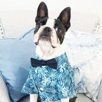 Frankie the Boston terrier - @boston_frank_lacey - Instagram