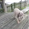franklinmacmillan2 - @franklinmacmillan2 - TikTok