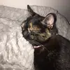 frankie🐱 - @frankiemayberry - TikTok