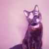 olivias cat. 💕 - @frankiemayberry2 - TikTok