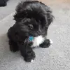 Fran_McCarthy21 - @fransico619 - TikTok