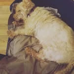 O'Connell Michael-Fran - @michaelfranoconnell - Instagram