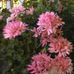 Fran Petersen - Facebook