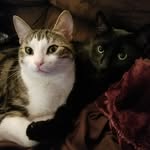 Frankie + Preston - @frankieandpreston - Instagram