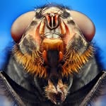 Frank Prior MacroPhotography - @sequential_macro - Instagram