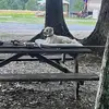 franpughpuckett78 - @franpughpuckett78 - TikTok