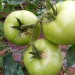 Exotic Farm Fresh Veggies - @franrayintegratedfarm - Instagram