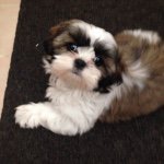 Fran Rogers - @frannie22543 - Instagram