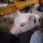 Fran Rutherford - @rutherfordfran8 - Instagram