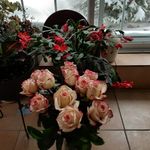 Fran Salter - @salter.fran - Instagram