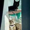Frank & Sampson - @frankandsampson - TikTok