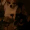 franksanford6 - @franksanford6 - TikTok